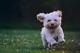 A white haired puppy running towards you on a grassy field