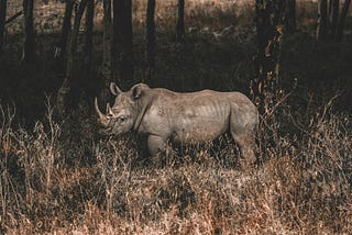 Lone Rhino