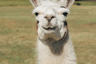 A smiling llama looking directly at the camera