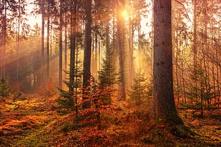 A forest in autumn, sun peeking through, leaves on the ground in warm fall shades,