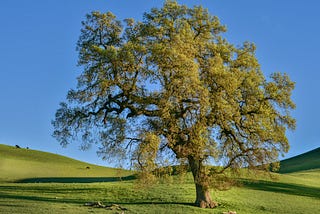 The Oak Tree