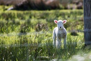 Lambs On Parade