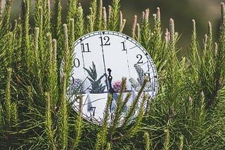 clock in a bush