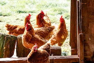 Would you do Yoga Nidra with Chickens?