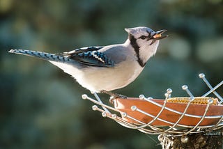 Bird Feeding 101