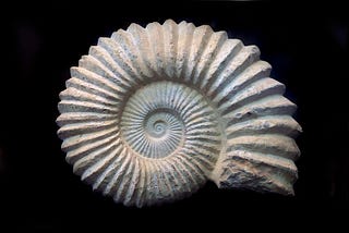 The Forgotten Genius: How Fibonacci’s Numbers Shaped the Modern World