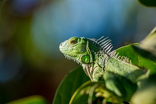 A picture of a green iguana sitting in foliage.