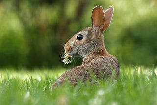 Side-on view of a rabbit in a field of green, with ears upright and a white daisy in its mouth, looking back  at the viewer alertly.