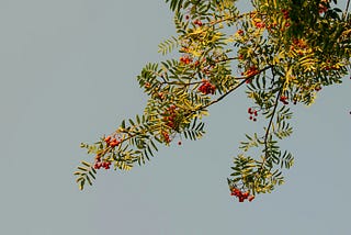 A branch of yew is extended across a blue-grey sky
