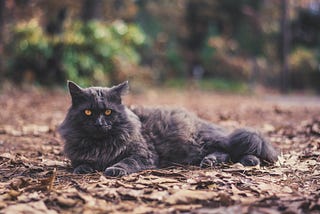 A Forest Cat Welcomes Winter