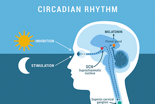 The Body’s Inner Clock: Understanding Circadian Rhythms