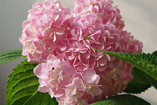10 Most Beautiful Flowering Shrubs for Your Garden