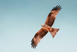 How to Soar Like the Eagle that You’re