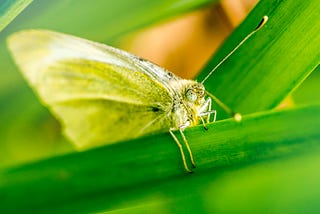 A close-up of a lawn moth…