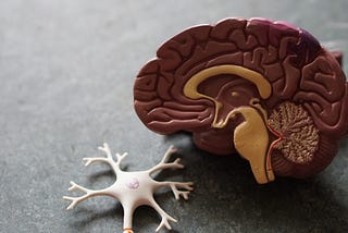 plastic model of the brain