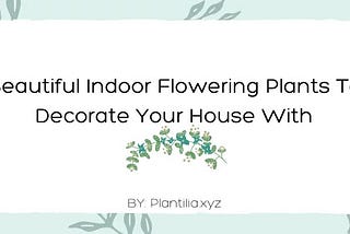 Indoor Flowering Plants You Need To Check Now, Plantilia