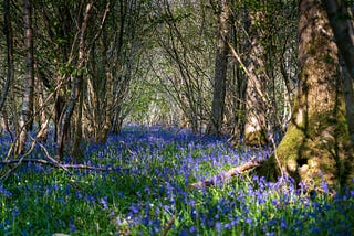 An adventure in the enchanted forest