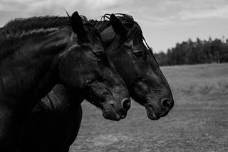 Sifting Through the Madness for the Word, The Line, the Neigh: The Society of the Horseman’s Word