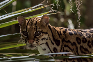 Study investigates reintroduction of ocelots to native Texas range