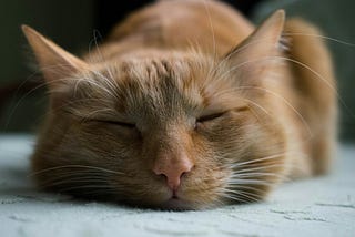 A cat sleeping contentedly, its head facing the viewer.