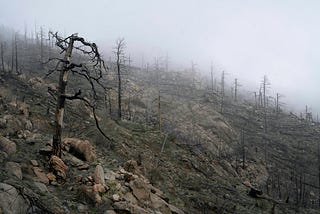 A burned forest of blackened trees after a wildfire has passed.