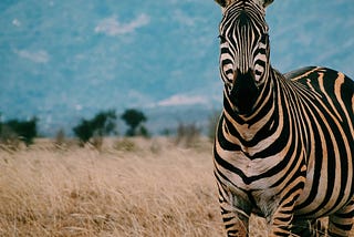 The Zebra Principle