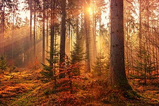 Embracing Autumn: Letting Go of What’s Holding You and Your Business Back as a Creative…