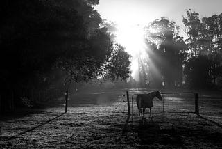 A black and white photo of a tree in a horse’s meadow.