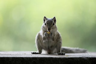 Squirrel News is the Best News