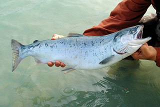 World Salmon Day: A Welfare Perspective