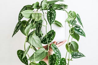 How to Repot a Houseplant