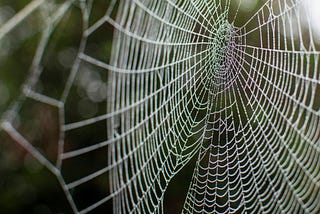 A shimmering spiderweb