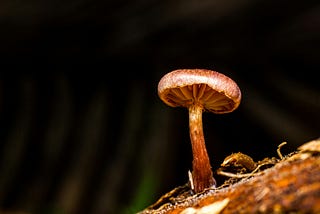 I Learned to Finally Accept Myself Tripping on Mushrooms