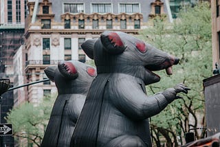Rats Have Taken Over