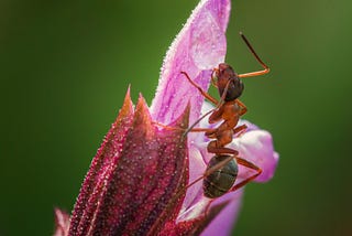 Ant, Embracing Play, Paths and Rough Edges