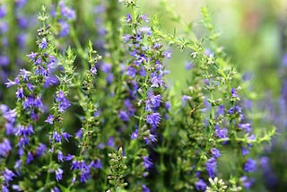 The Comfort of Hyssop in the Home