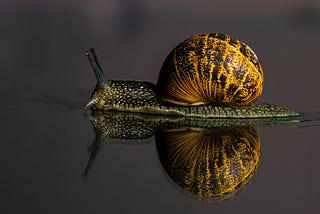 Garden Snail crawling over a mirrored surface with the reflection of its shell showing clearly. The shell is deep yellow with darker blotches. It is dextral and its reflection is sinistral.