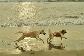 Two Unleashed Dogs, a Race, and a Broken Leg