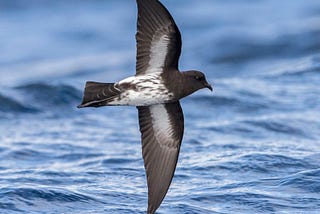 The New Zealand storm petrel is extinct — Not!