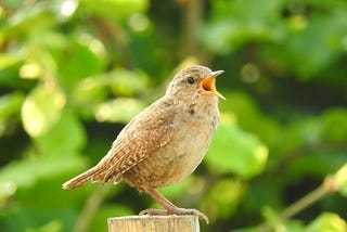 Want to Feel Better? Sing, Hum, Whistle. No, Seriously!