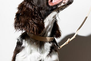 The 7 Best Dog Harnesses for Large Dogs