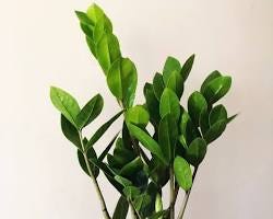 The Best House Plants for Winter