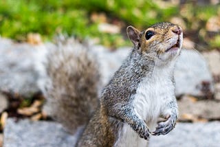 That Squirrel Has a Fucking Corndog!