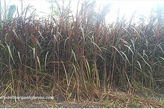 How and when to harvest Red Napier grass?