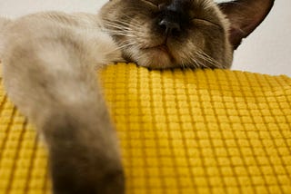 a grey and white Siamese cat is asleep on a yellow, quilted blanket