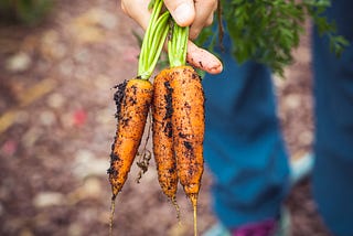 6 gardening tips for beginners