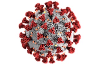 What Makes the New Coronavirus Able to Infect Humans?