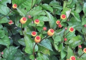 The Toothache Plant: Nature’s Remedy For Dental Pain