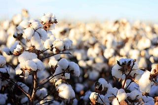 Blurred supply lines: how much deforestation is cotton creating?