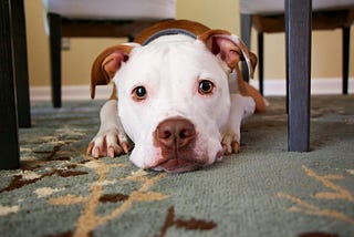 Why Dogs Rub Their Faces on Carpet (& What to Do)